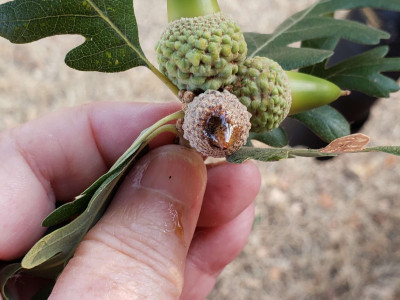 Drippy Acorn Disease