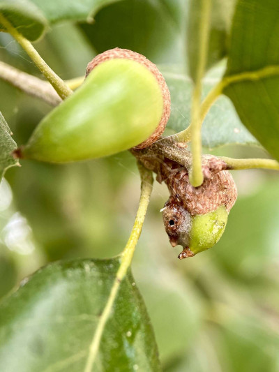 Drippy Acorn Disease