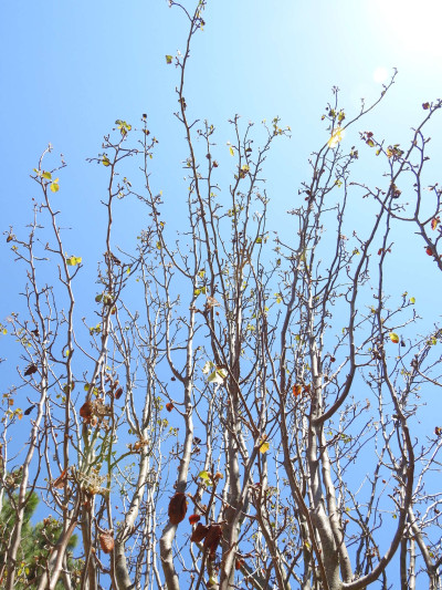 Fireblight (Erwinia amylovora)