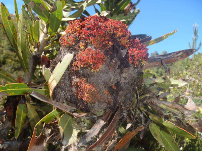 Protea Witches' Broom