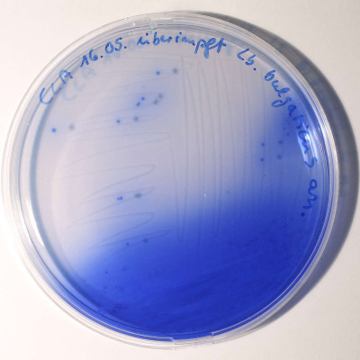 Lactobacillus bulgaricus Colonies