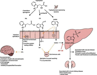 Microbiota-Derived 3-Indolepropionic Acid