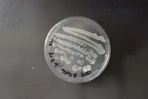 Streptomyces polychromogenes NRRL B-2656 (Type Strain)
