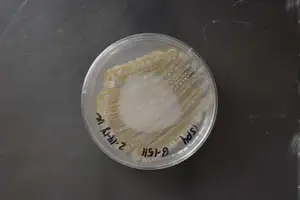 Streptomyces viridochromogenes NRRL B-1511 (Type Strain)