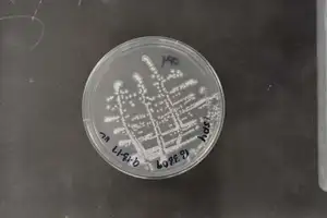 Streptomyces durhamensis NRRL B-3309 (Type Strain)