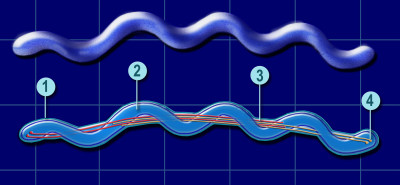 Spirochaete Mobility System