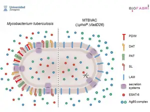 MTBVAC Comparison with Mycobacterium Tuberculosis and Virulence Attenuation