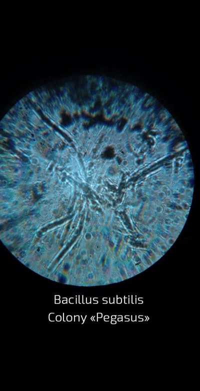 A Colony of Bacteria Bacillus subtilis