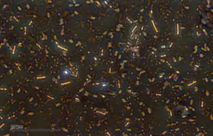 Bacillus subtilis Bacteria