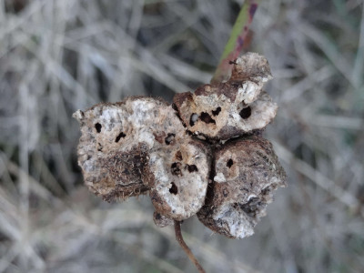 Unidentified Galls