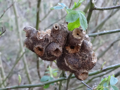 Unidentified Galls