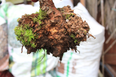 Crown Gall on Rose