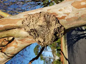 Crape Myrtle (Lagerstroemia sp.) Crown Gall Disease