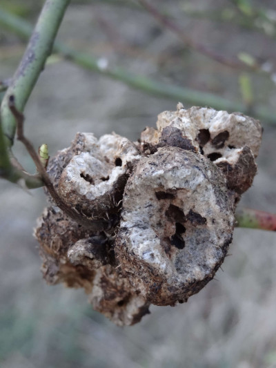 Unidentified Galls