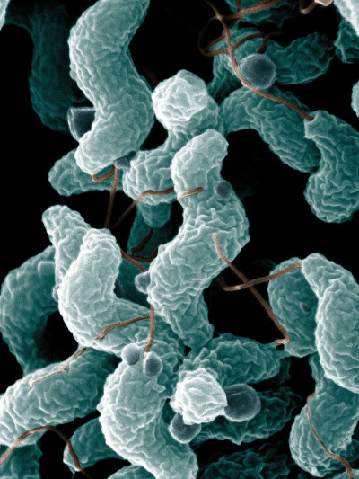 Campylobacter Bacteria