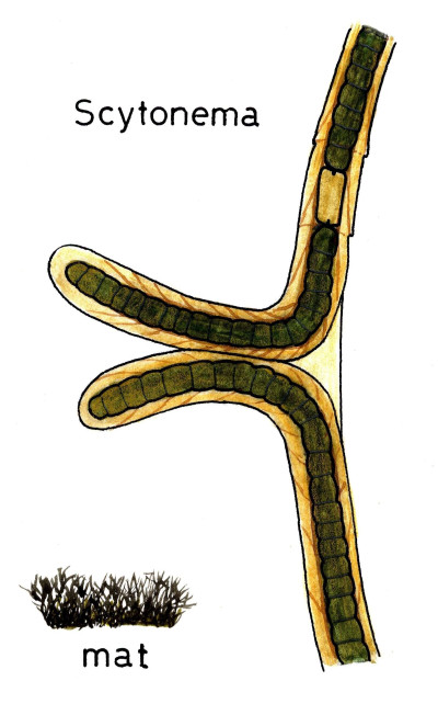 Cyanobacteria Branched forms: Genus Scytonema