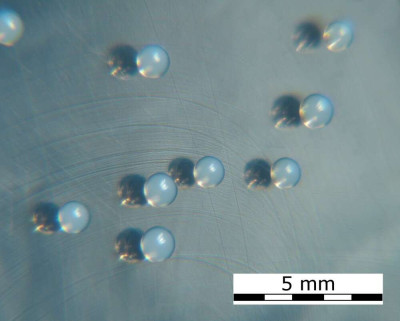 Staphylococcus epidermidis Colonies on Tryptic Soy Agar