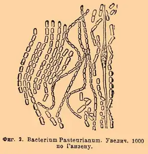 Bacterium aceti