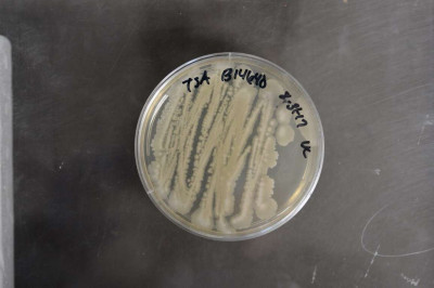 Azotobacter beijerinckii NRRL B-14640