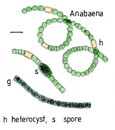 Drawing of Anabaena