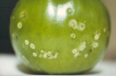 Bacterial Canker of Tomato Caused by Corynebacterium michiganense