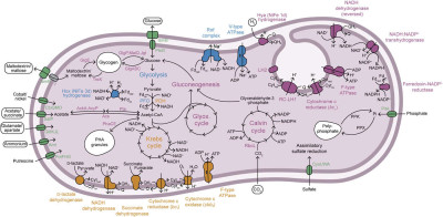 Energy Metabolism and Pathways of 'Ca. Thiodictyon intracellulare