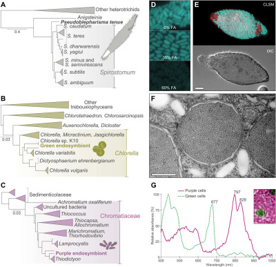 Phylogenetic Identity and Symbiotic Partners of Pseudoblepharisma tenue