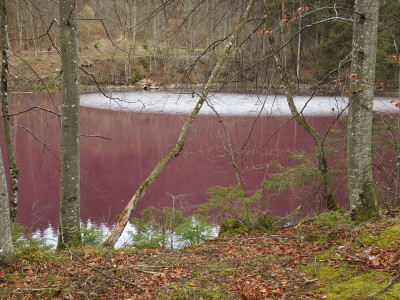 The Purple Pond