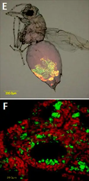 Fluorescence in Situ Hybridization of Selected Specimens