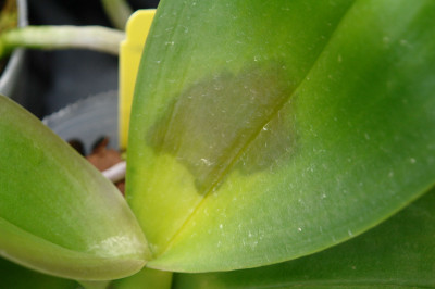 Bacterial Leaf Blight Orchid