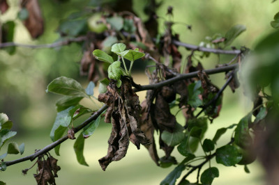 Apple Tree with Fire Blight