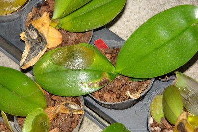 Orchid Bacterial Leaf Blight Caused by Erwinia sp.