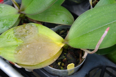 Bacterial Leaf Blight Orchid Caused by Erwinia sp.