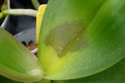 Bacterial Blight of Orchid Leaf