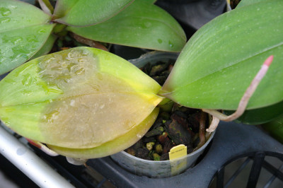 Bacterial Leaf Blight Orchid Caused by Erwinia sp.