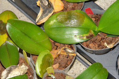 Orchid Bacterial leaf blight caused by Erwinia sp.