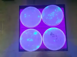Pseudomonas fluorescens