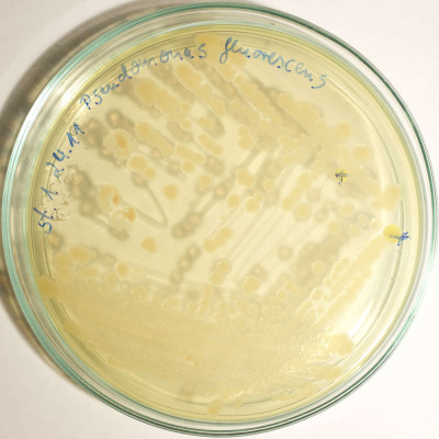 Pseudomonas fluorescens Standard I Colonies