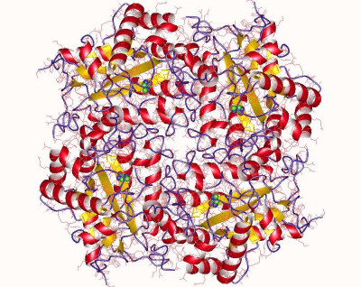 Crystal structure of Puue Allantoinase in complex with Hydantoin