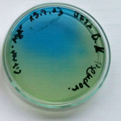 Pseudomonas fluorescens on Citrate Agar