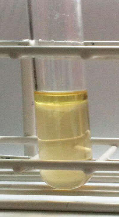 Pseudomonas fluorescens in SIM Agar