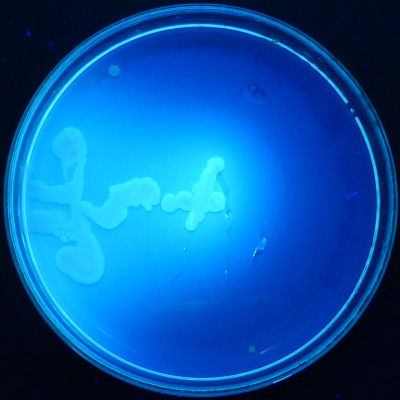 Pseudomonas fluorescens StI UV 366nm