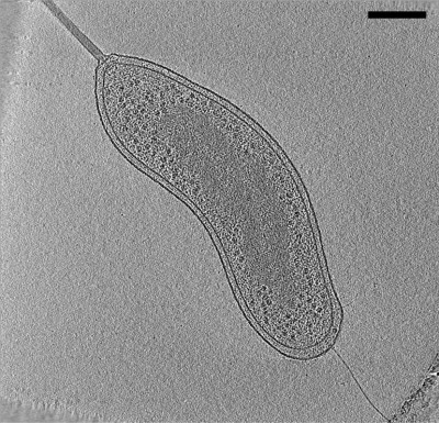 Slice from Electron Cryotomogram of Bdellovibrio bacteriovorus Cell