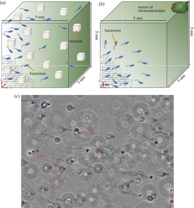 Simulation of Bacterial Swimming Dynamics