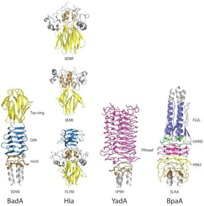 Comparison of Trimeric Autotransporter Adhesin Head Domains.