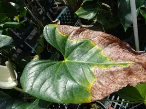 Anthurium Blight