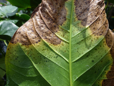 Anthurium Blight