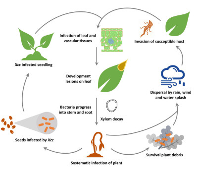 Xanthomonas Cycle