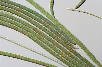 Oscillatoria filaments