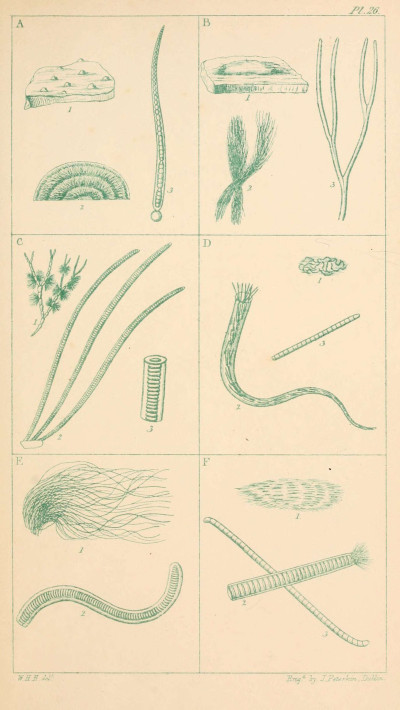 A Manual of the British Marine Algae